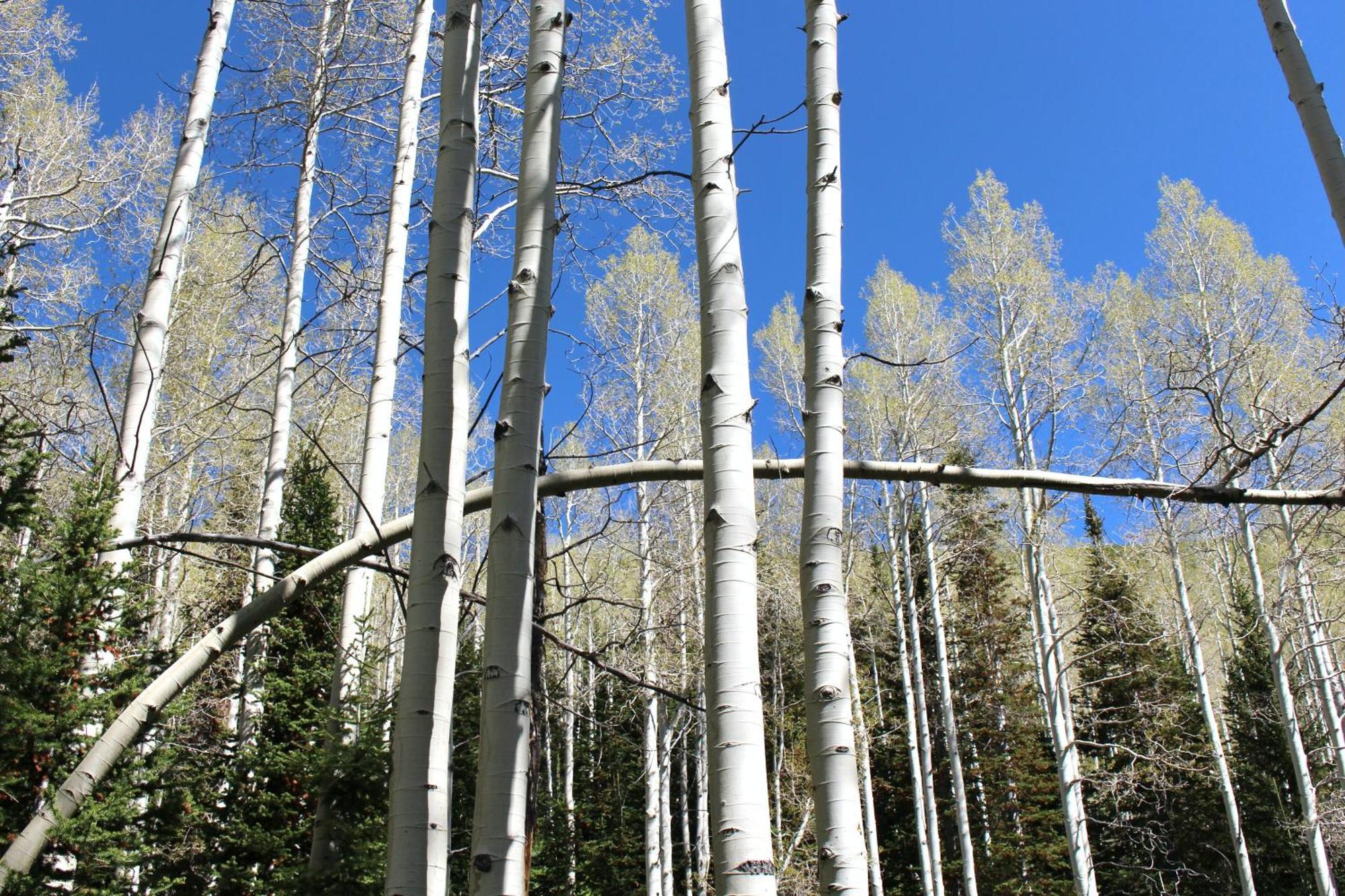 909 Park Ave Home Park City Exterior foto